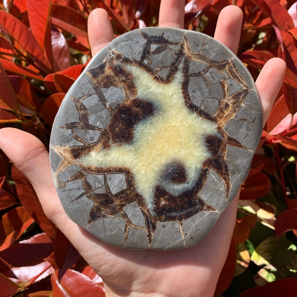 Polished Septarian Dragon Egg Slab - Picture 1 of 6